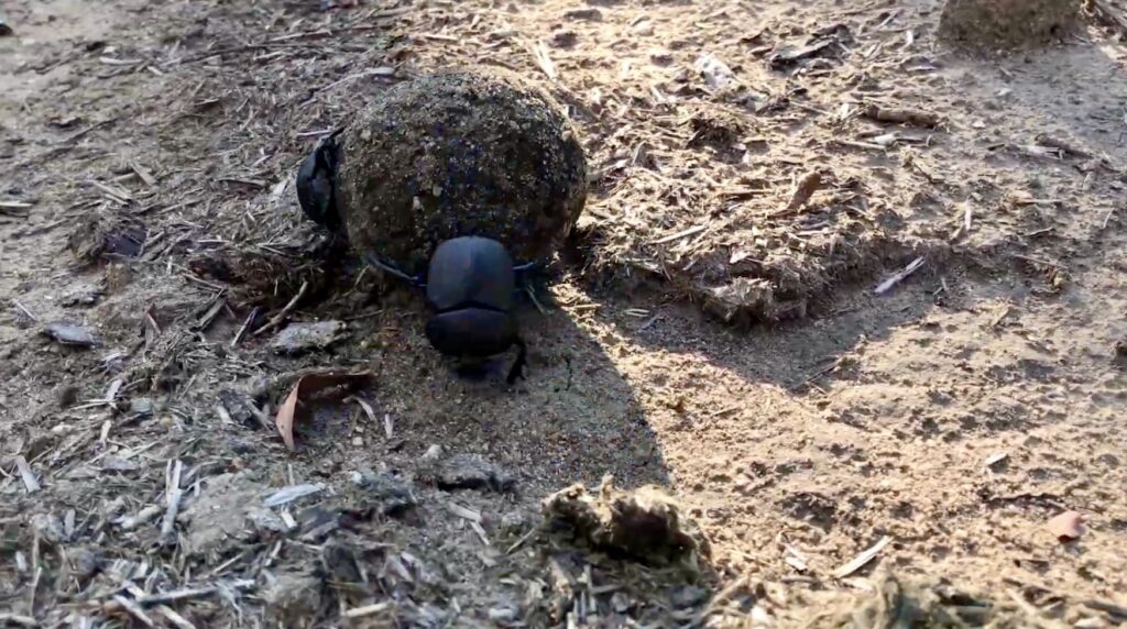 A dung beetle rolling a ball of elephant dung.