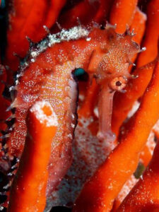 Seahorse camouflaged in coral