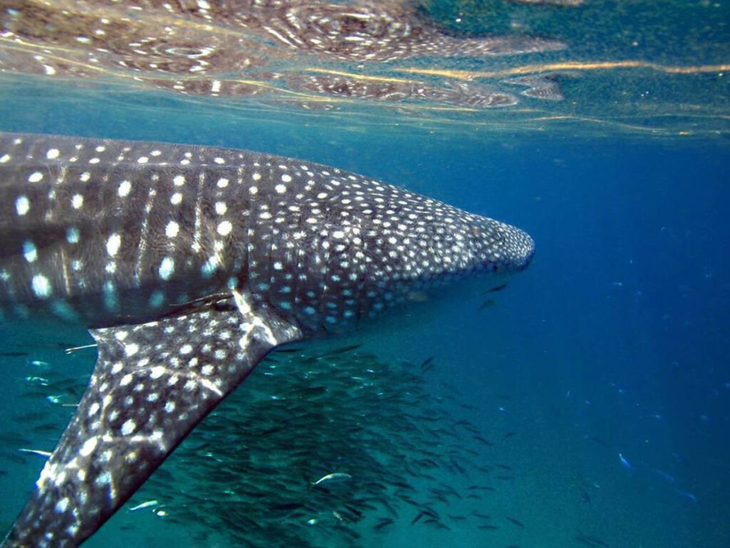 Whale Shark Mafia Island