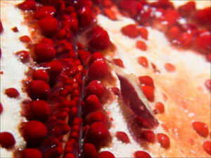 Close-up starfish underside