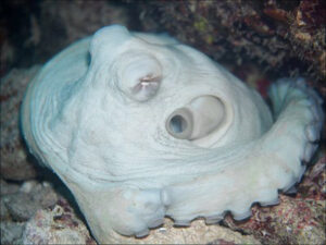 Octopus turned pale white