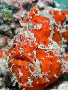 Red frogfish portrait