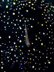 Goby with roe portrait