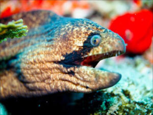 Eel in coral