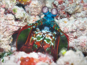 Mantis shrimp looking at the camera