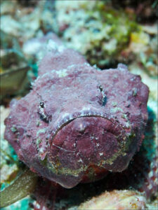 Stonefish facing the camera