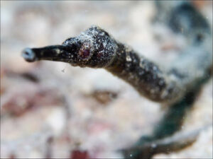 Pipefish