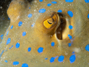 Blue-spotted ray close-up
