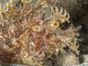 Rhinopias scorpionfish