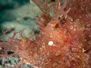 Close-up of red Rhinopias