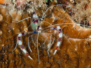 Cleaner shrimp
