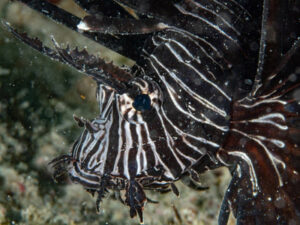 Lionfish