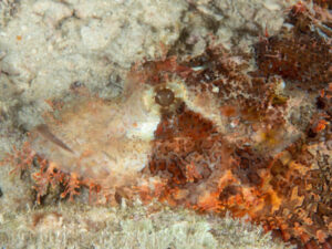 Rhinopias close-up
