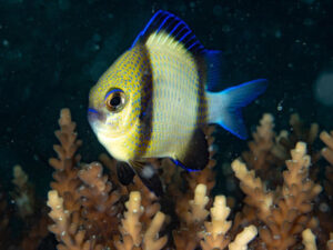 Damselfish