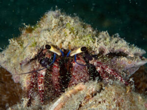Hermit crab