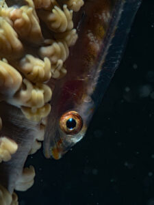 Goby portrait tall