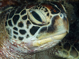Turtle face in the Unguja underwater world