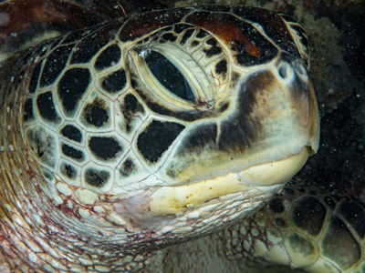 Turtle face taken in Unguja, Zanzibar.