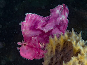 Purple paperfish