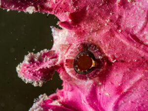 Purple paperfish close-up