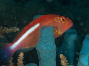 Anemone fish