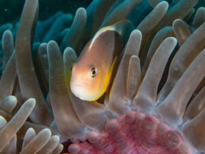 Anemone fish in anemone