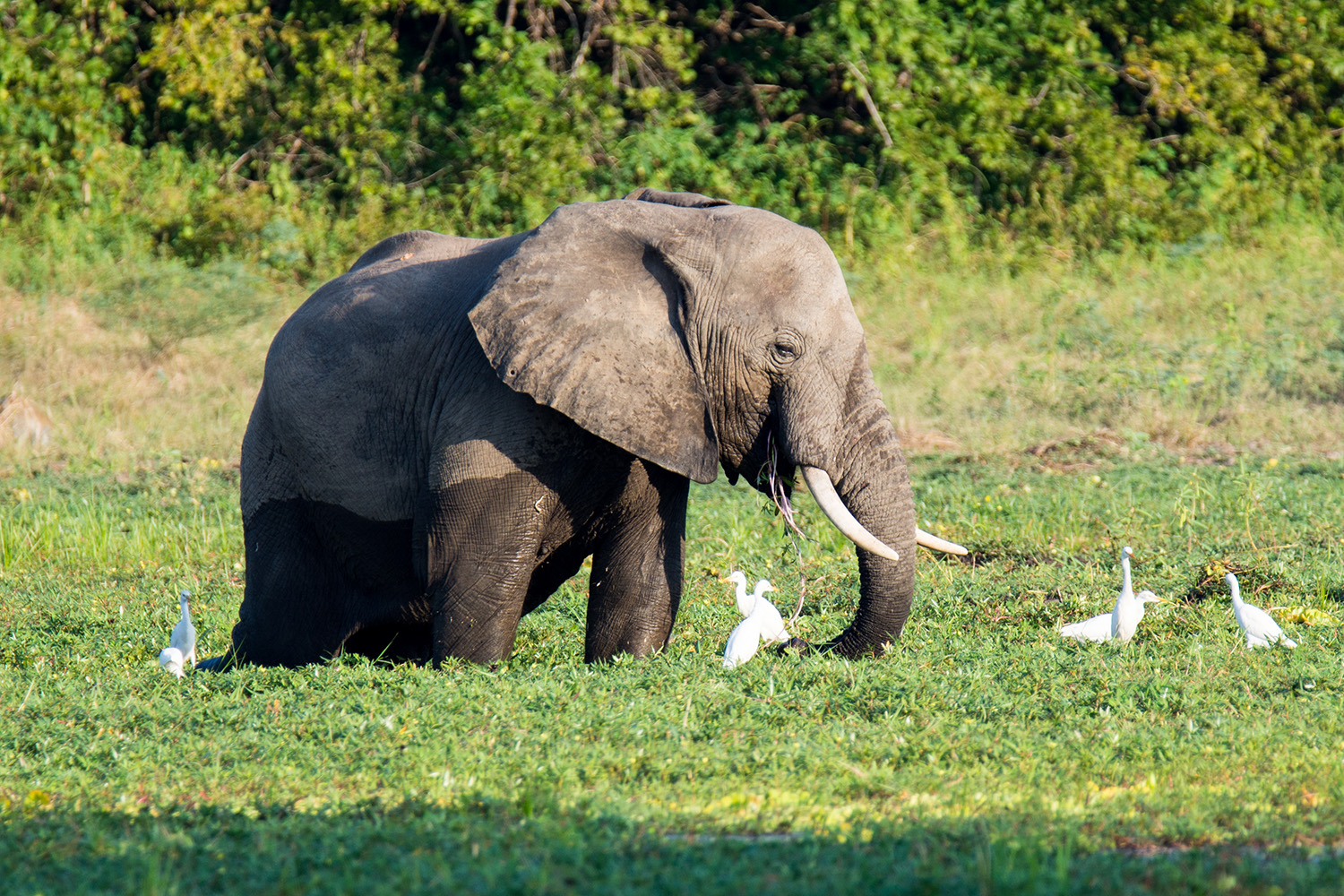 An Elephant bull in the company of a few egrets all taking a drink in some lily covered water in the wetlands of Zambia.