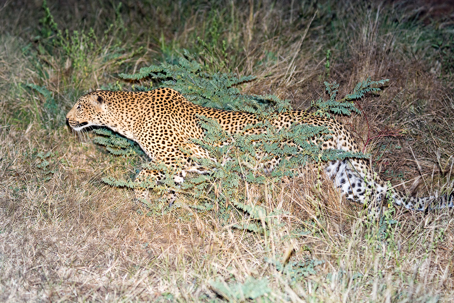 A leopard in Zambia stalking some prey.