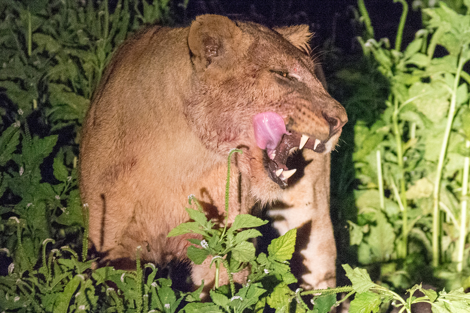 Lioness licking her lips on a night safari - she's did had a meal in Zambia