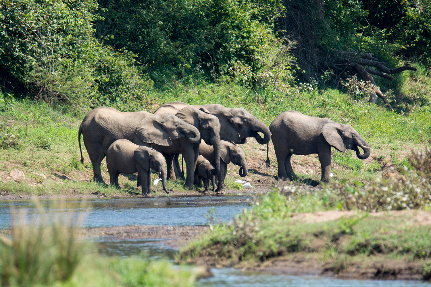 Elephant herd with calves taking a drink of water in Zambia