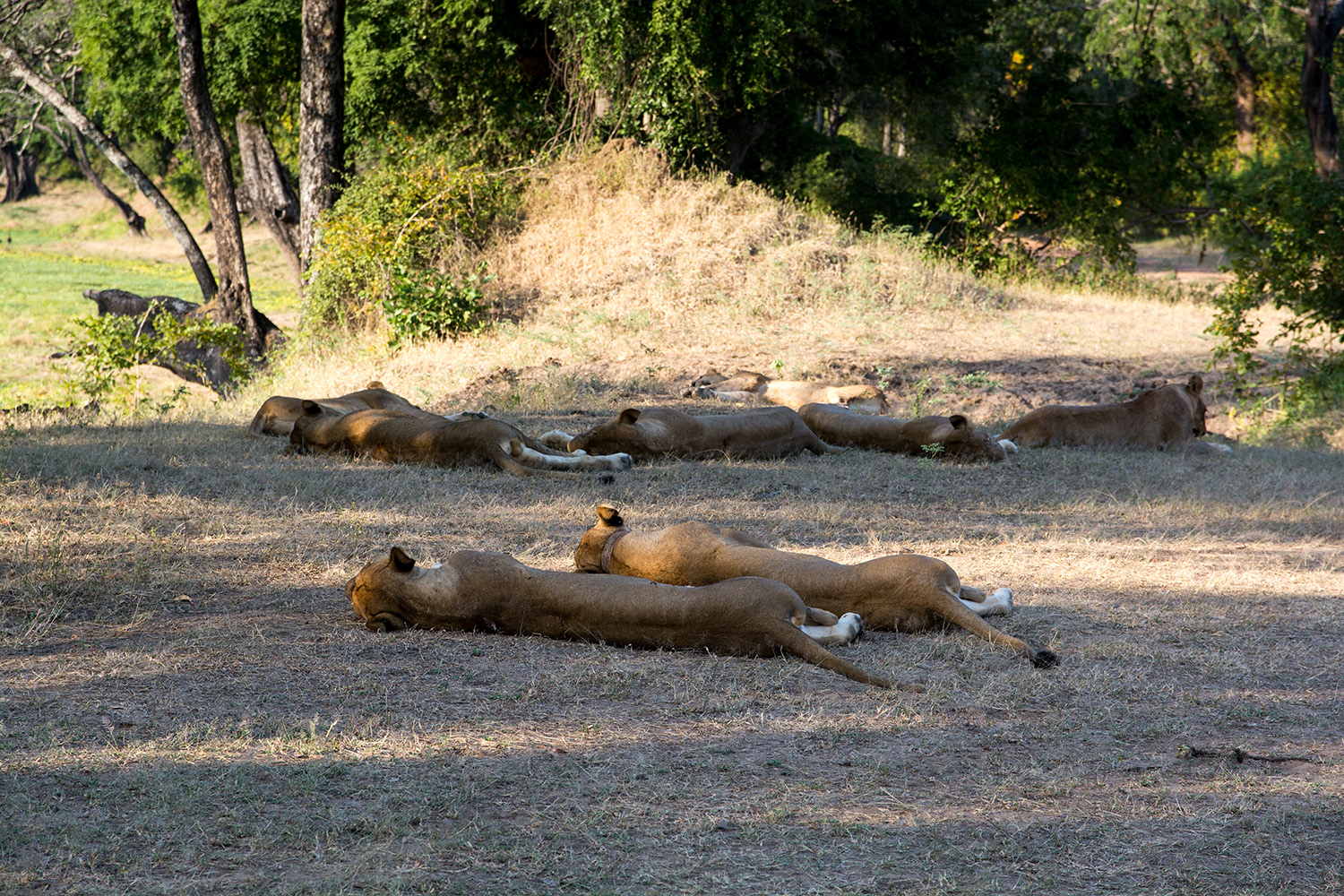 Pride of lionesses sleeping in the shade in Zambia