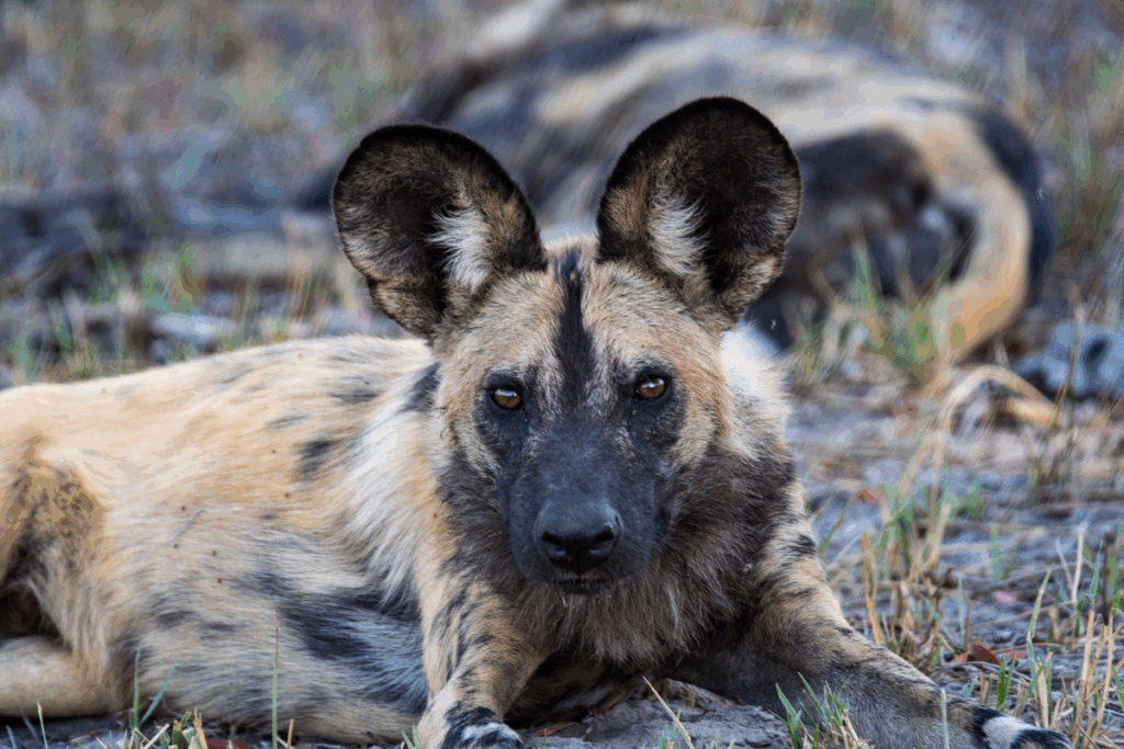 Close up of an African Wild Dog, lying down in Khwai, Botswana, staring at the camera.