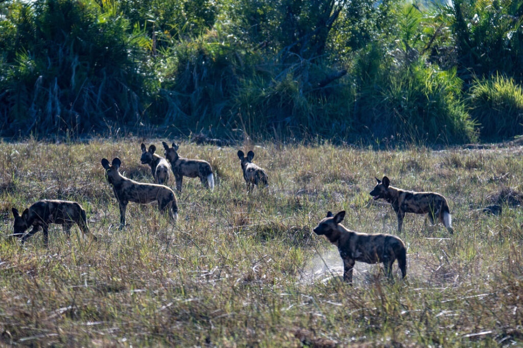 Linyanti Concession: A captivating landscape featuring wild dogs in their natural habitat, highlighting the wild beauty and diverse wildlife of this unique safari destination in Botswana.