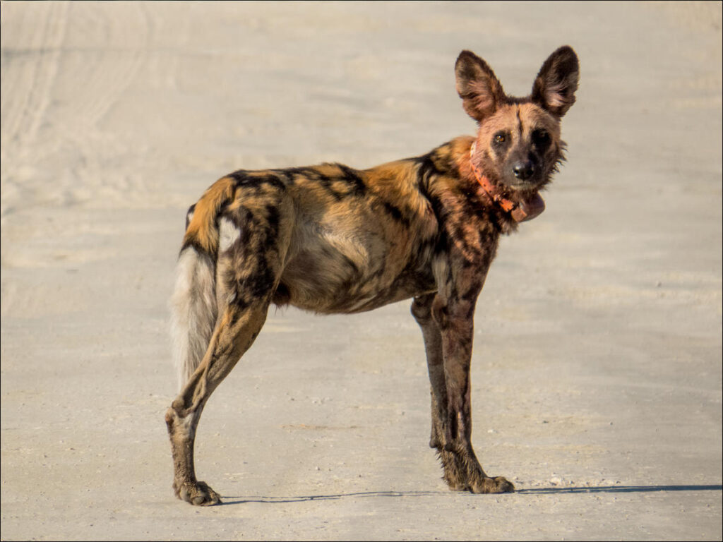 Painted Dog Conservation here shows a Wild Dog wearing a collar for tracking purposes.