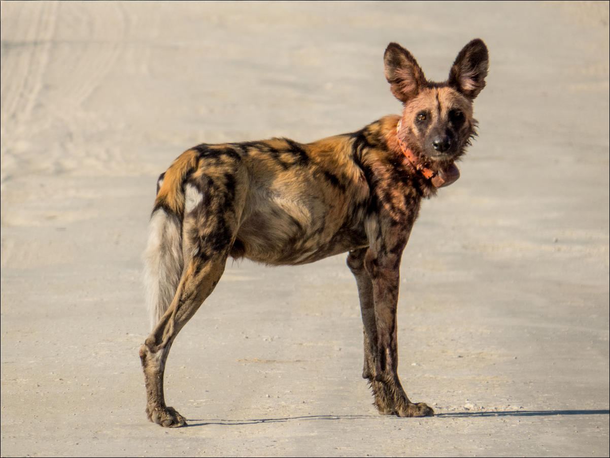 Wild Dog with collar in Botswana