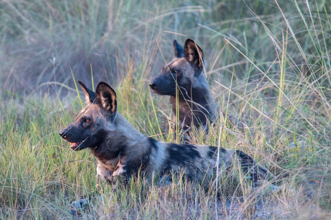 Wild dog encounter at Linyanti