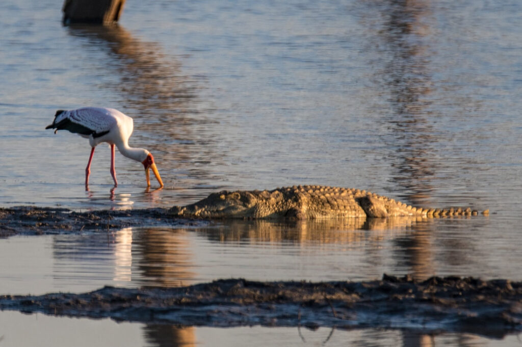 Saddle Billed Stork scavenging for food with it's beak in the water - frightfully close to a crocodile lying visibly on the sand bank - half in and half out of the water.