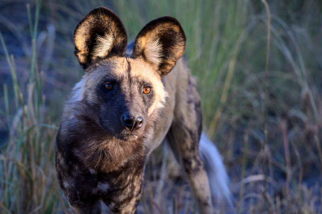 African Wild Dog looking curiously at the camera grass fills the frame behind it.