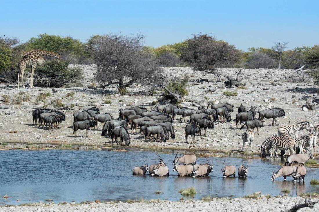 Beautiful illustration of the number of animals in Etosha, Giraffe, Sable, Zebras and Wildebeest all drinking together.