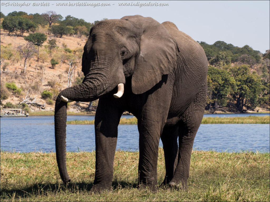Chobe River elephant drinking another Highlight to the park