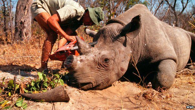 Rhino Conservation