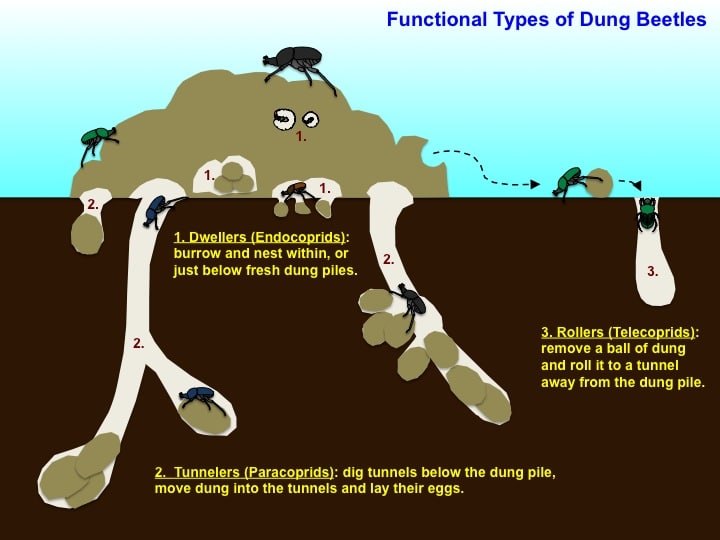 Graph of the dung beetle tunnels