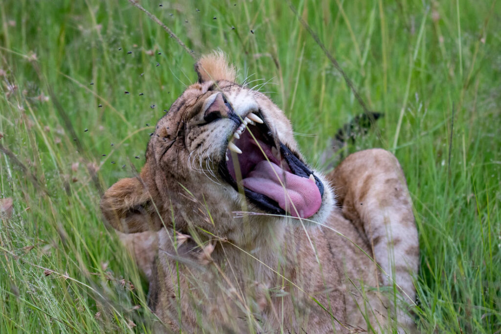 Yawning Lioness