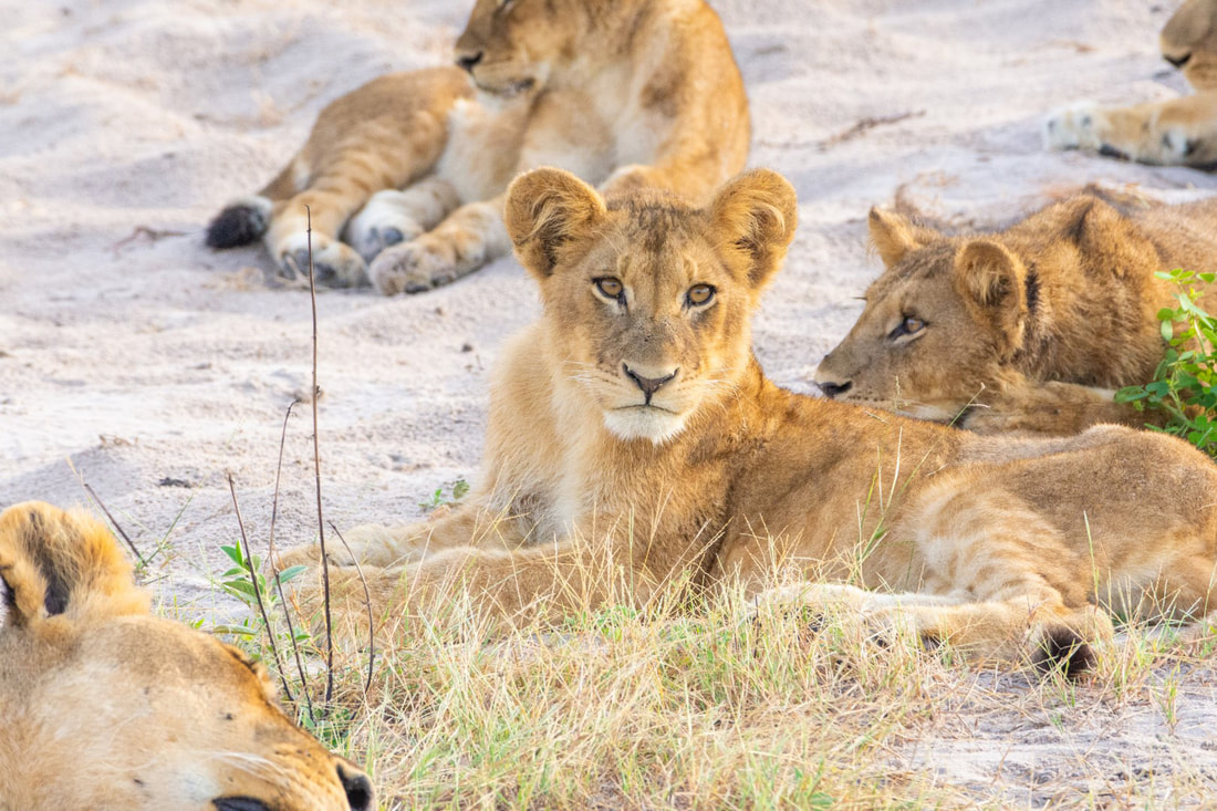 A lion looking at the camera while it and its pride laze around in the sun