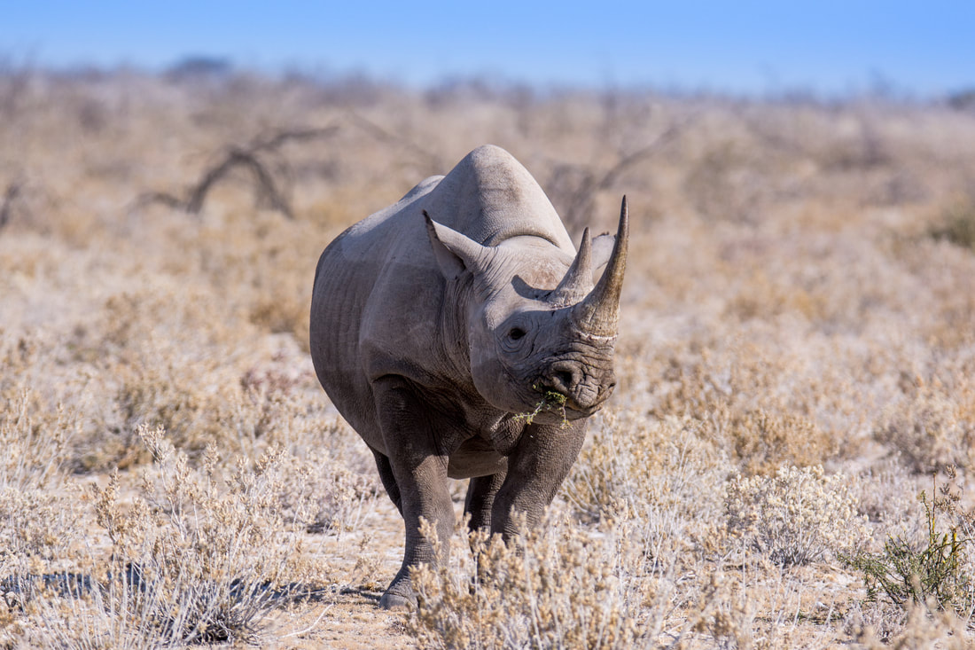 Rarely ever seen, a black rhino chomping on some food, facing the camera and sourrounded by dry shrubs.