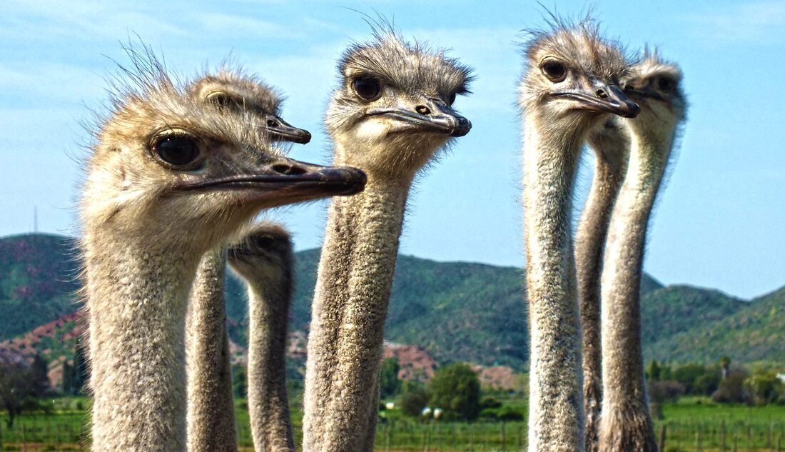 Close Up of Ostriches showing just their heads and Oudtshoorn mountains with blue skies in the background