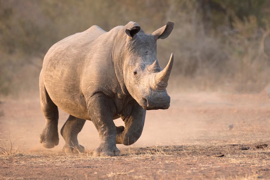 A rhino running, creating a dust cloud in its path.