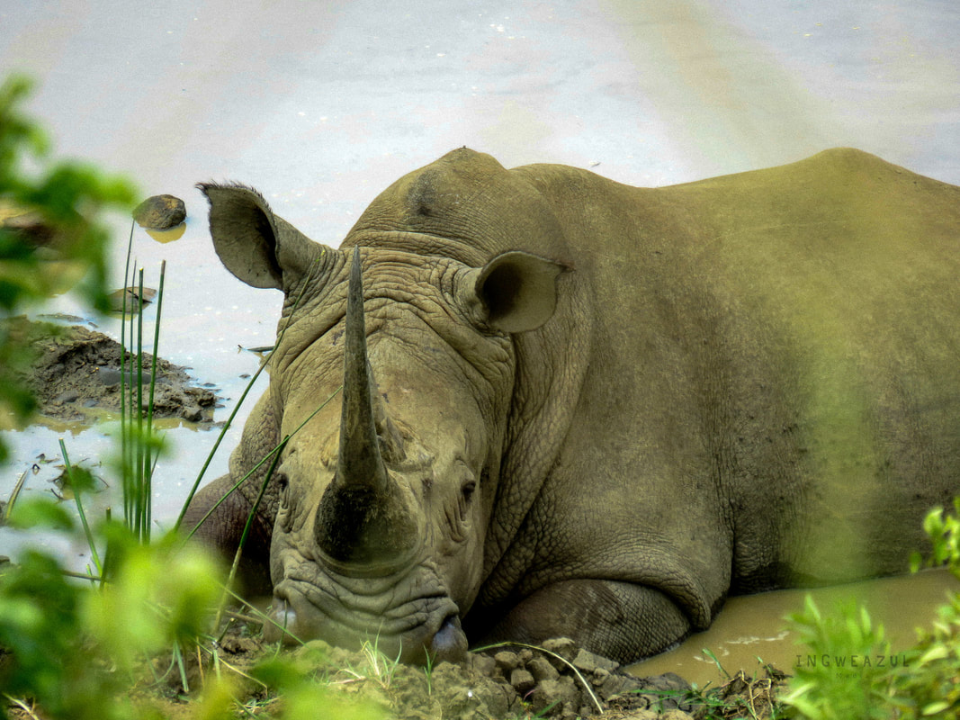 Rhino lying down, facing the camera.