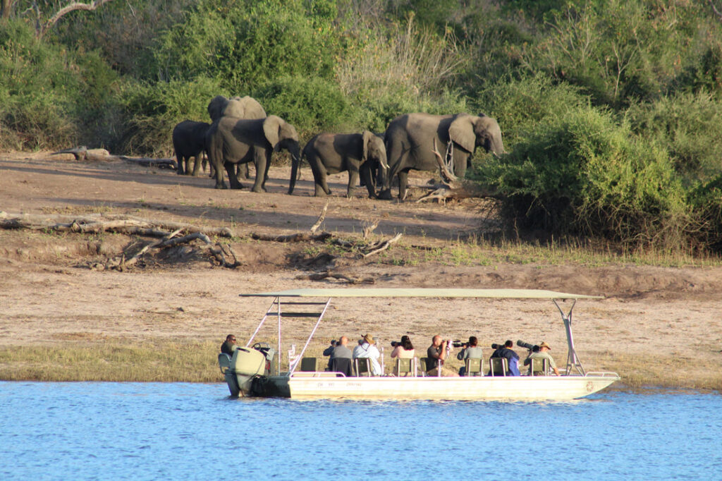 Elephants on the banks of the river being observed by guests on a boat safari.