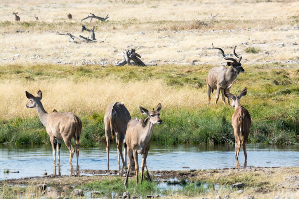 Etosha South, Namibia: Scenic landscape with black-faced impalas grazing amidst the natural beauty.